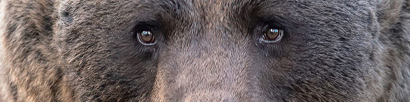 Bear stare 1