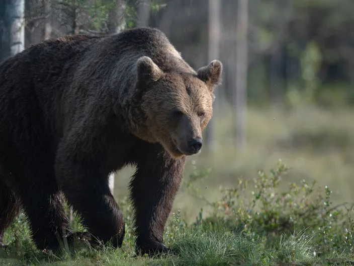 Bear blog header image