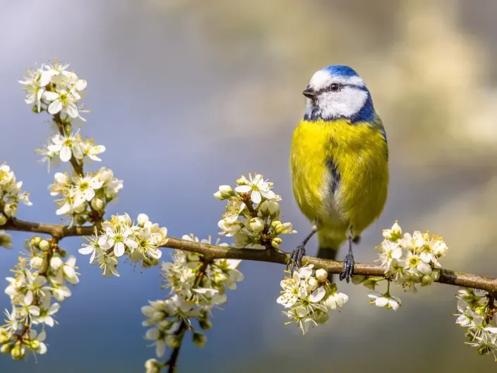 Bluetit jpg