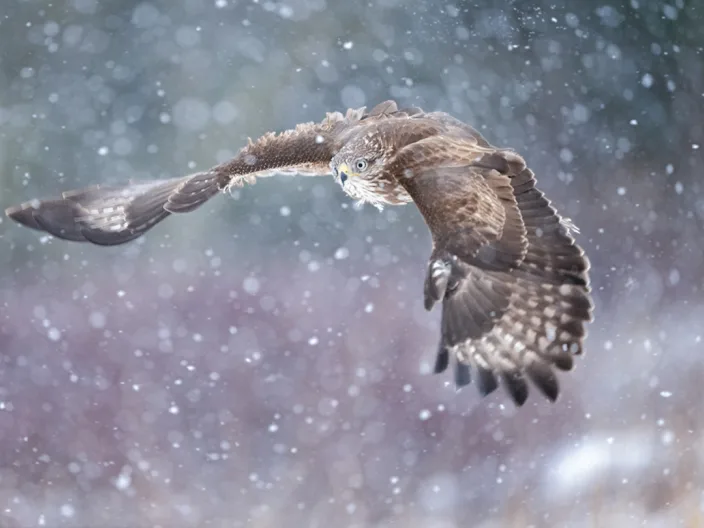 Buzzard flying in the snow