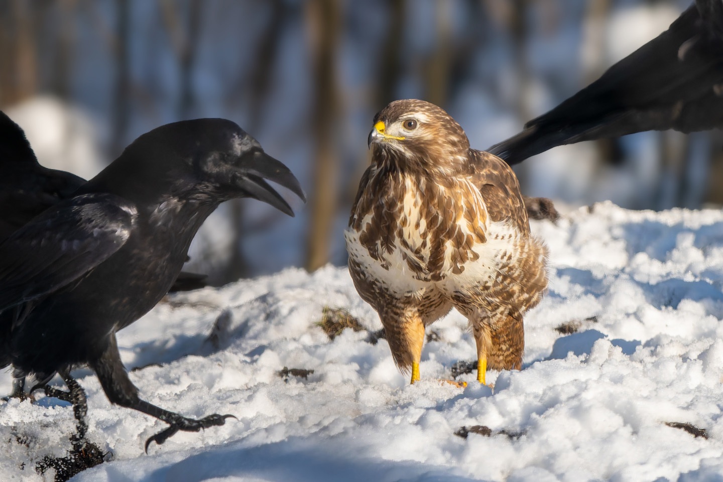 Common Buzzard