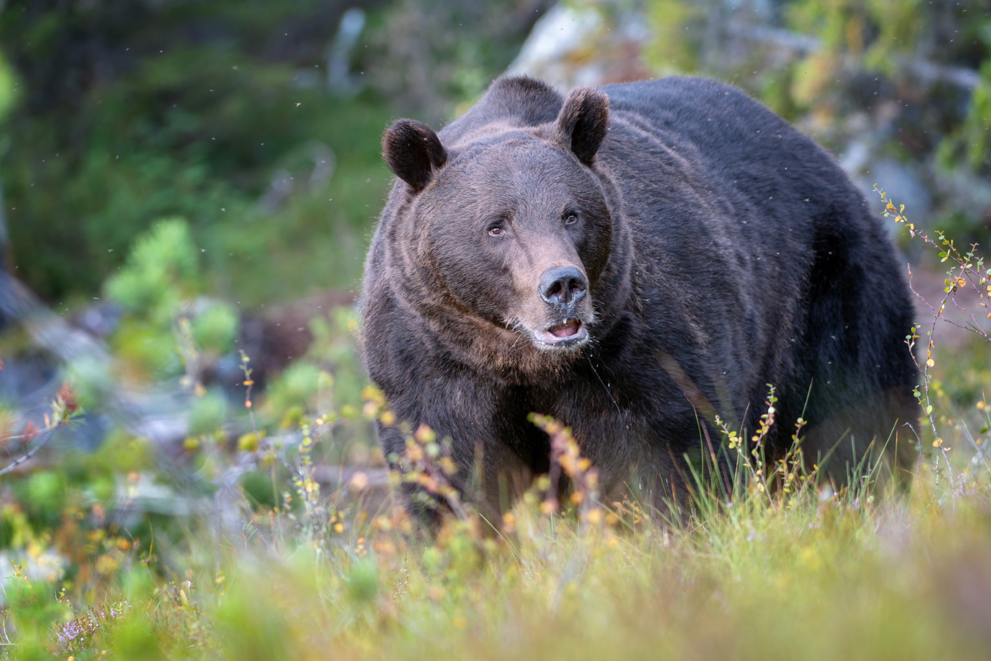 Brown Bear