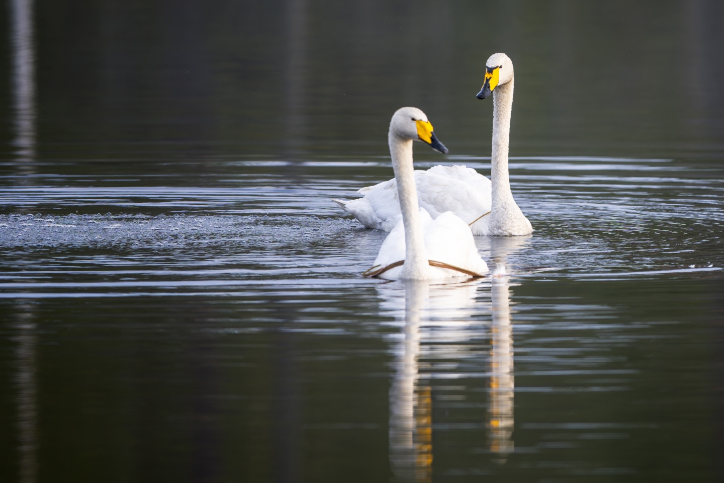 Whooper Swan