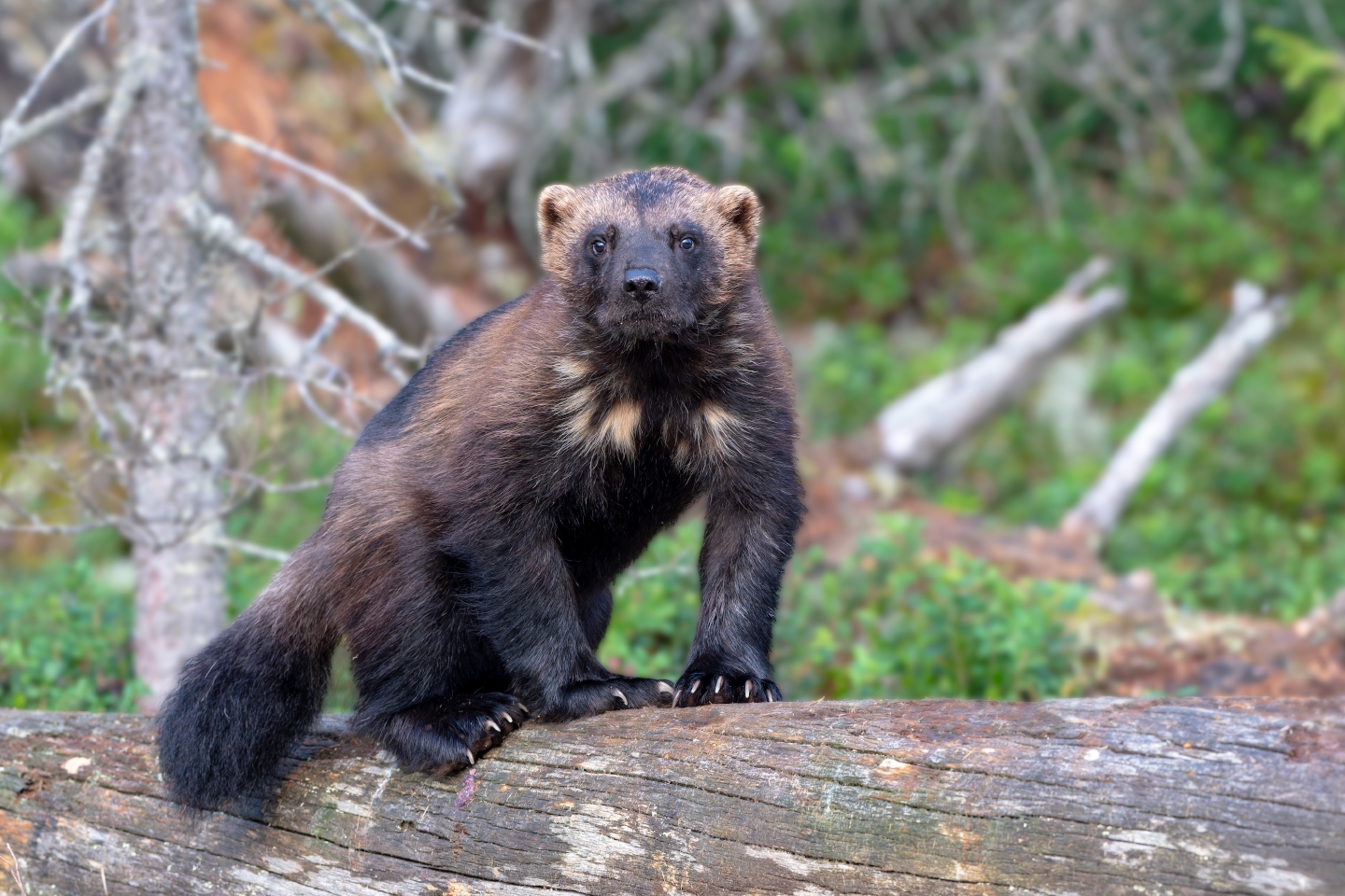 Wolverine