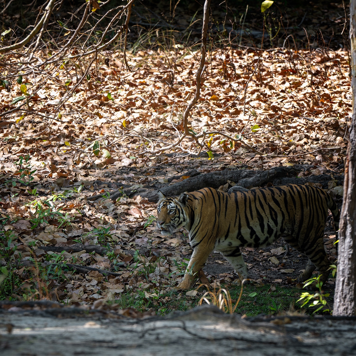 Walking Tiger Mobilr