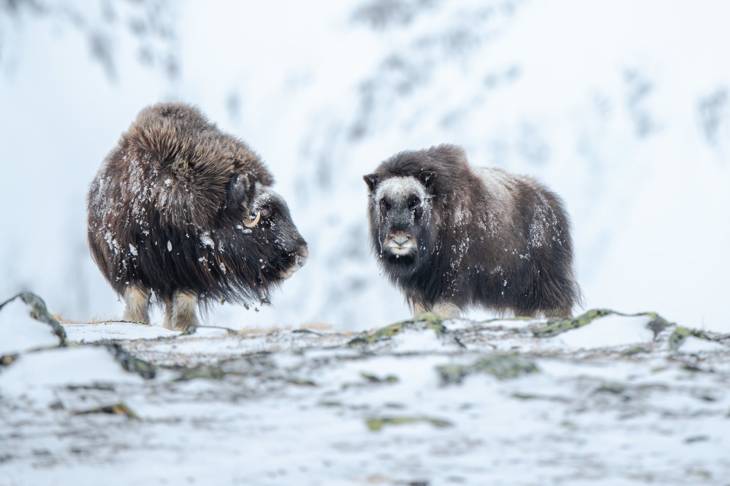 Musk Ox