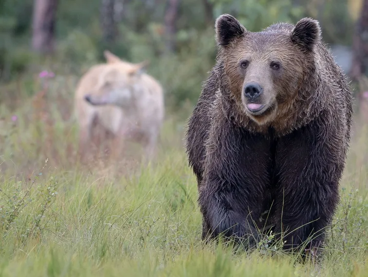 Bear Wolf