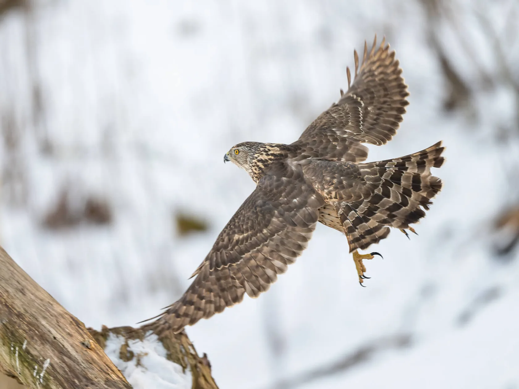 Goshawk In Flight Estonia Tour