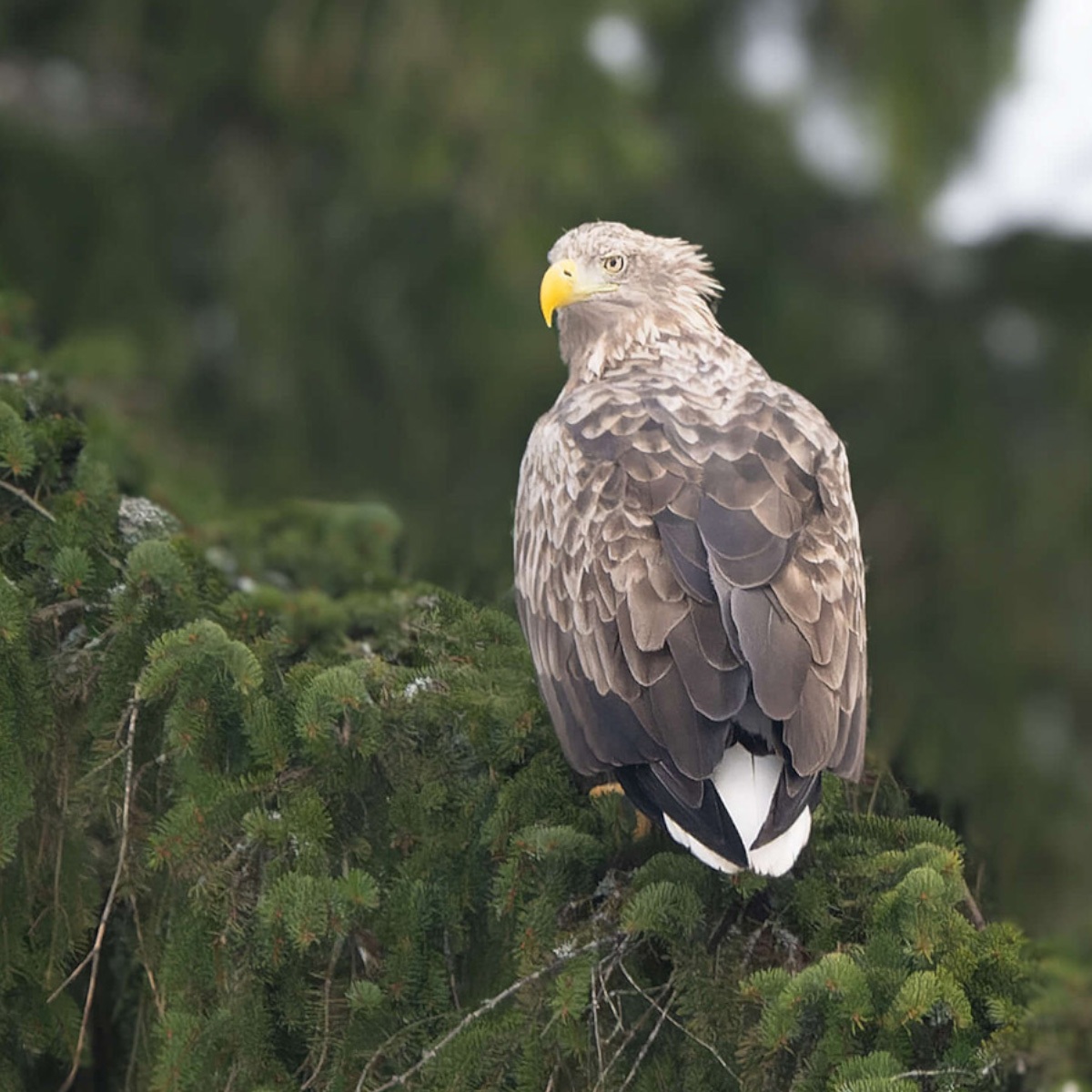 White Tail Perched Mobile