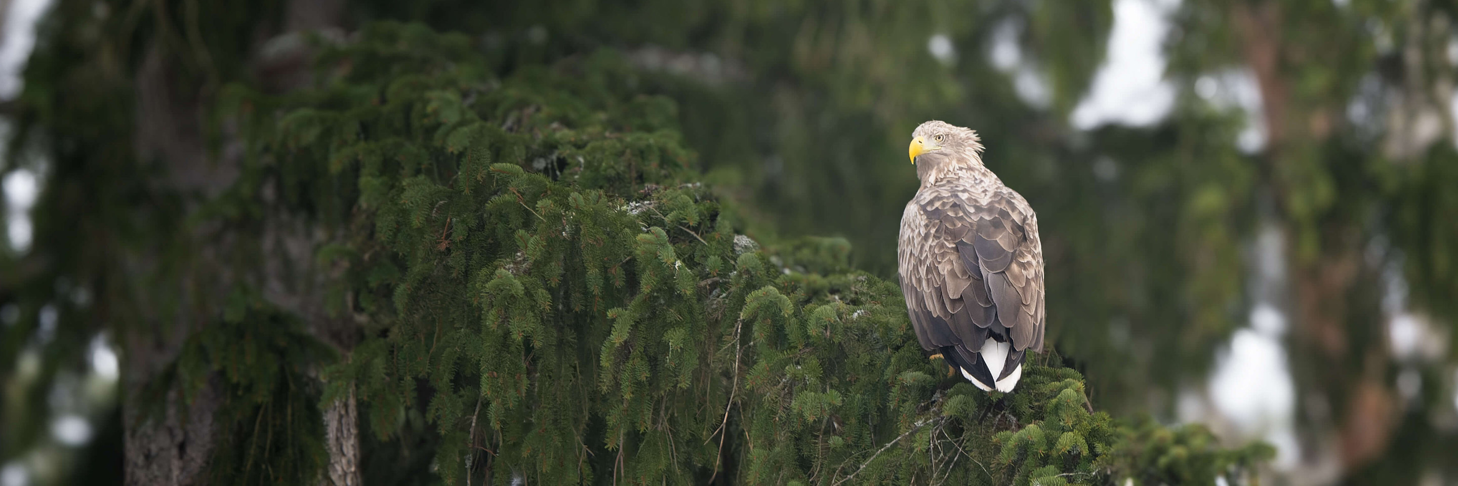 White Tail Perched