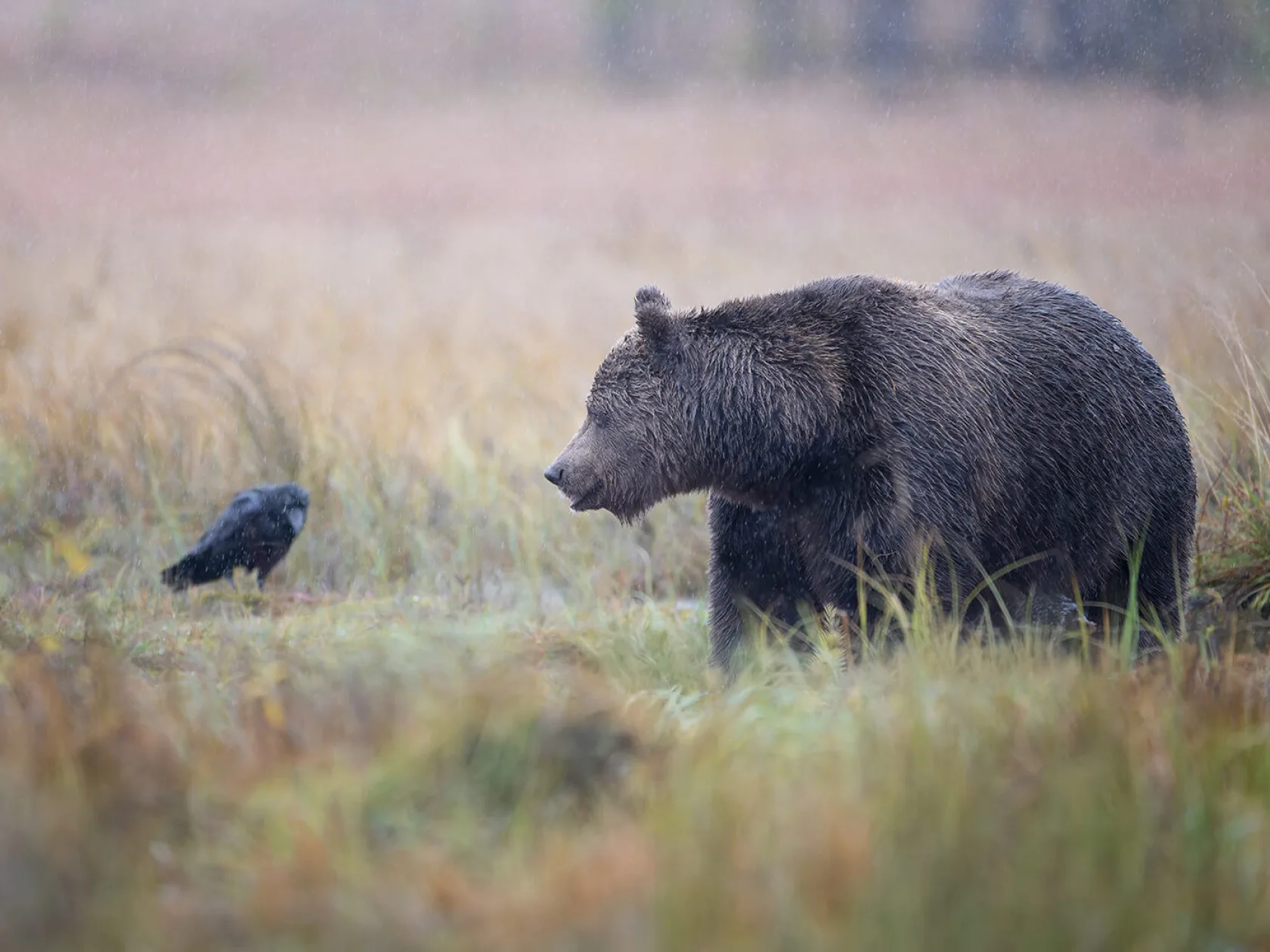 Large Bear searching in the swamp