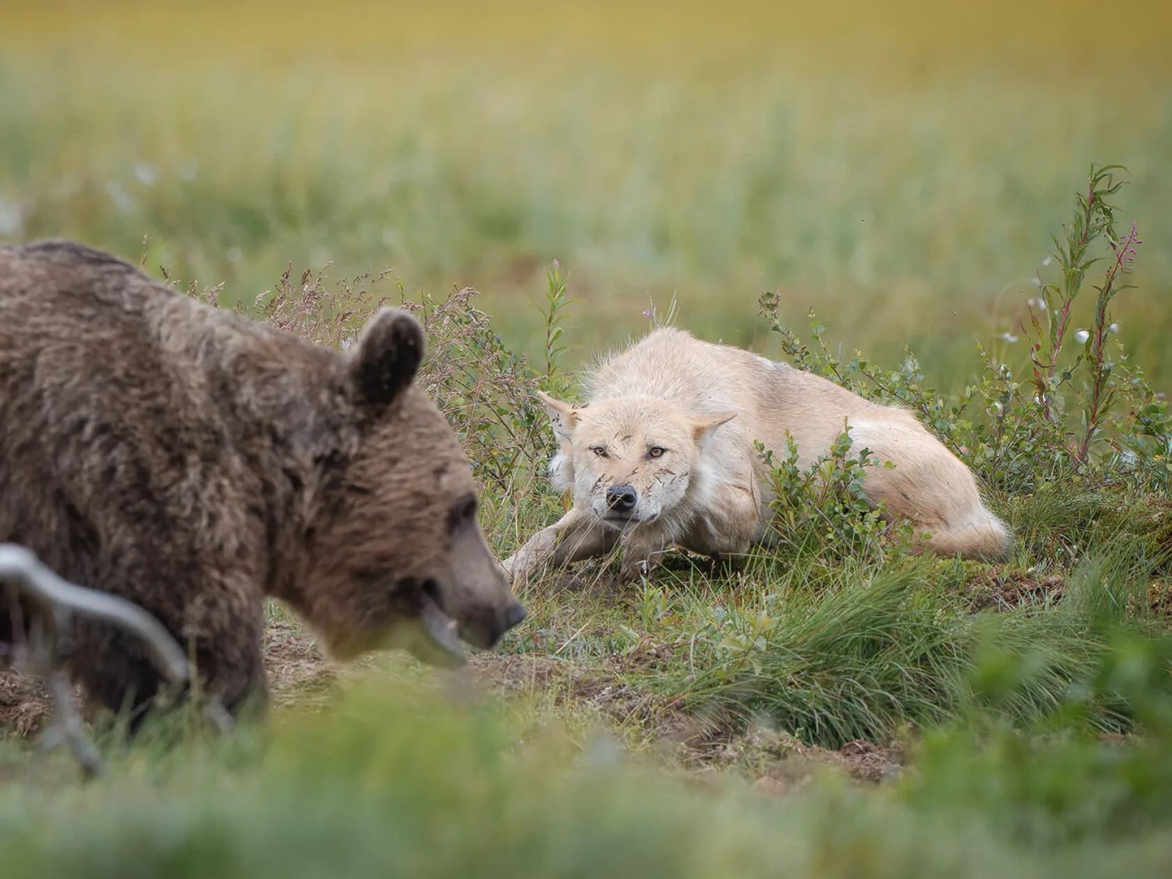 Wolf stare down