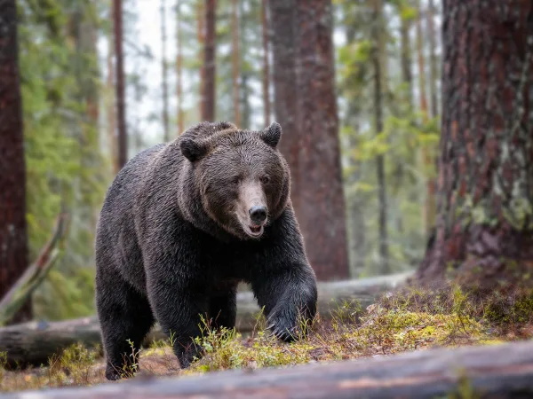 Brown Bear walking through the forest in the rain