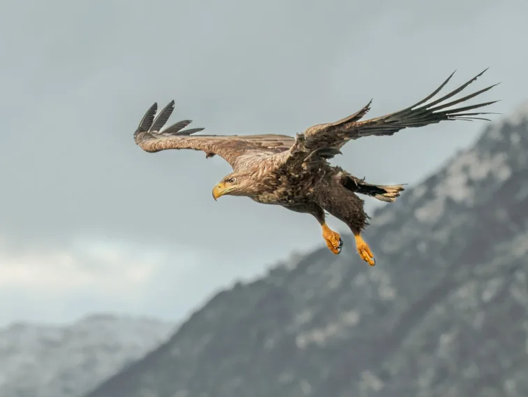 White-tailed eagle in flight over Norwegian fjord near Ålesund