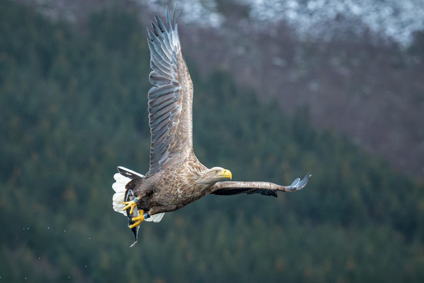 White-tailed Eagle